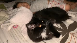 毎日寝ている娘にモフモフの体を密着させる猫　ラガマフィン　A cat relaxing by a one-year-old child sleeping every day