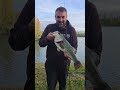 nouveau record black bass : 57. #fishing #bassfishing #carnassier #pêche #lure
