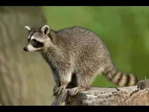Raccoon Song 2