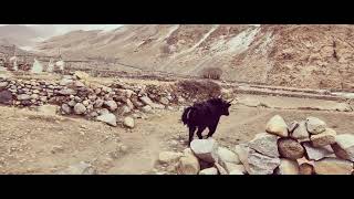 Joyful Run Of Ladakhi Dzo