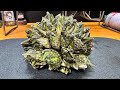 ラヴォスの酒蒸しを引きちぎりながらブラックミストアイランドをキメるだけの動画