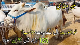 Malir Mandi Karachi Cattle Rates Update | 20 December 2022 |  Cow Mandi 2023 | Bakra Eid 2023