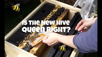 Taranov Split Follow-up -- Is My New Hive Queen Right? -- Bee Vlog#7, 2018