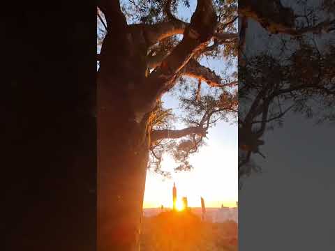 ???? 黃 金 城 ????隱身「虎山步道」森林最佳觀景平台，欣賞無邊際超遼闊的城市與山景。感受金黃色陽光之光影變化。???? 拍攝日期：20250829（五）