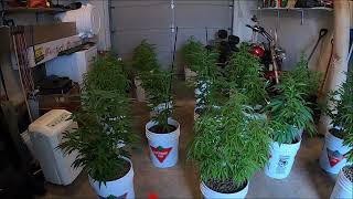 Forcing Cannabis Plants to Flower Early 2023
