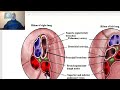 Anatomy of the thorax 2023  in Arabic(Lung , part 3), by Dr. Wahdan
