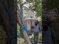 #saving a tree 🌳🥷🏿