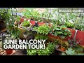 June 2020 city balcony tour  balconia garden