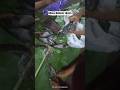 Persiapan Bakar ikan ,ikan bakar