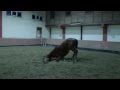 Dirab Golf and Country club  Horse riding - YouTube