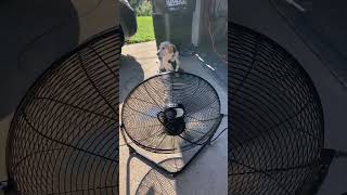 Harbor Freight Tools 20" Floor Fan Test