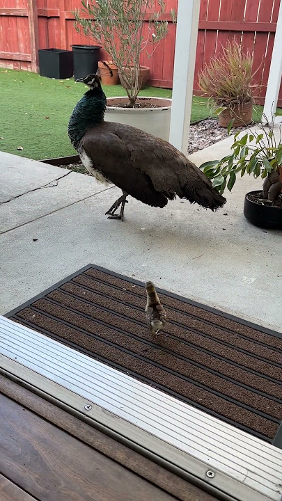 Peacock Mom Brings Her Newborn Chick by For a Visit || ViralHog