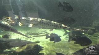Out of the Wild - Longnose Gar 4/15/12