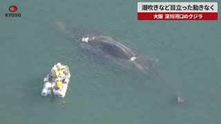 【速報】潮吹きなど目立った動きなく 大阪、淀川河口のクジラ