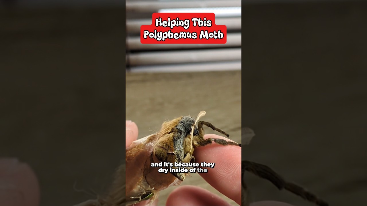 I'm raising an army of 