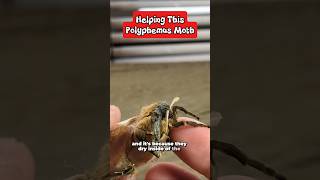 I'm raising an army of #polyphemus #moths