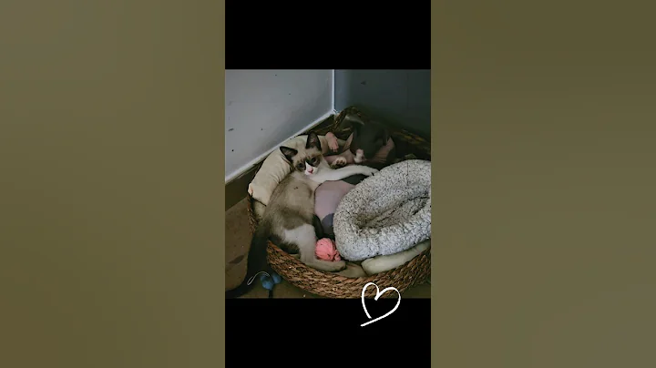 Watch the video about Todo mi amor ❤️‍🩹... #catlovers #cat #gatitosbonitos #gatos #sphynx #siamese #ternurainfinita
