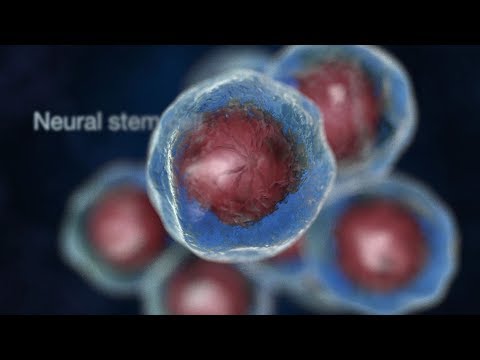 Video: Pemantauan Neurodegeneration Diabetik Menggunakan Sel Stem Neural Dewasa Yang Berasal Dari Mentol Olfaki