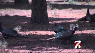 Petition Started to Save Midland Texas Peacocks