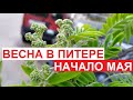 Первые аккорды весны в Питере | начало мая 2023, #ЦарскоеСело