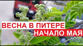 Первые аккорды весны в Питере | начало мая 2023, #ЦарскоеСело