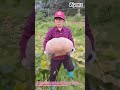 Harvesting Huge Pumpkins Easy Tricycle Transport Tips 🌾↓