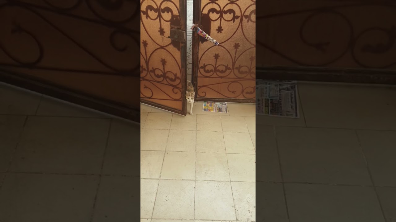 A cat trying to enter my house