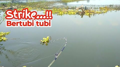 Mancing di spot ini strike bertubi tubi