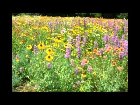 DOLLY PARTON------------WILDFLOWERS
