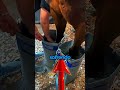 Os cavalos precisam de gelo 😮