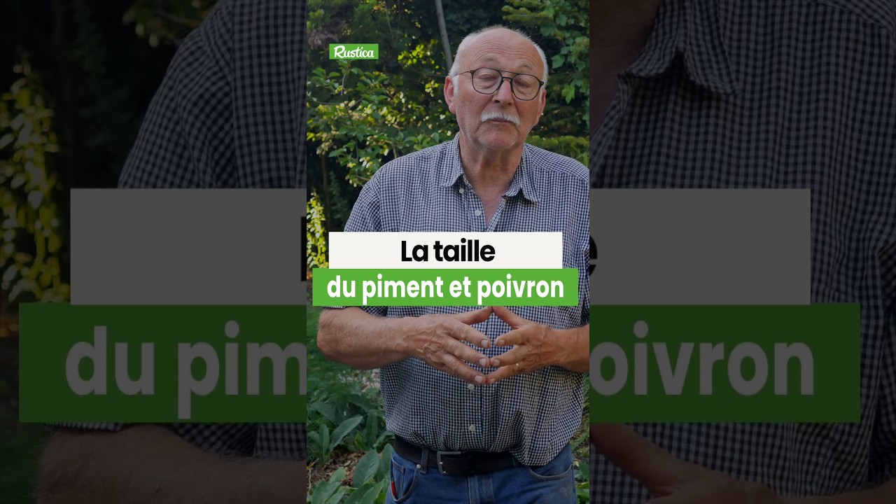Taillez vos poivrons et piments pour les rendre plus productifs !