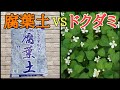 【雑草対策】庭のドクダミに腐葉土を使ったら凄い事が起こったので報告します。