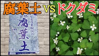 【雑草対策】庭のドクダミに腐葉土を使ったら凄い事が起こったので報告します。