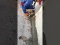 عمل رقبة الازازه