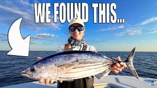 Can We Find Fish in the Bahamas?