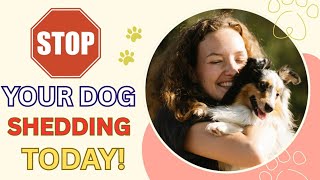 How to reduce Dog Cat Shedding 7 Effective Ways to How To Reduce Dog Shedding 5 Effective Home Solutions