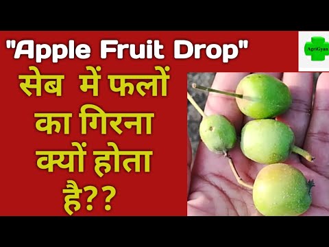 वीडियो: सेब के फल का शीशापन