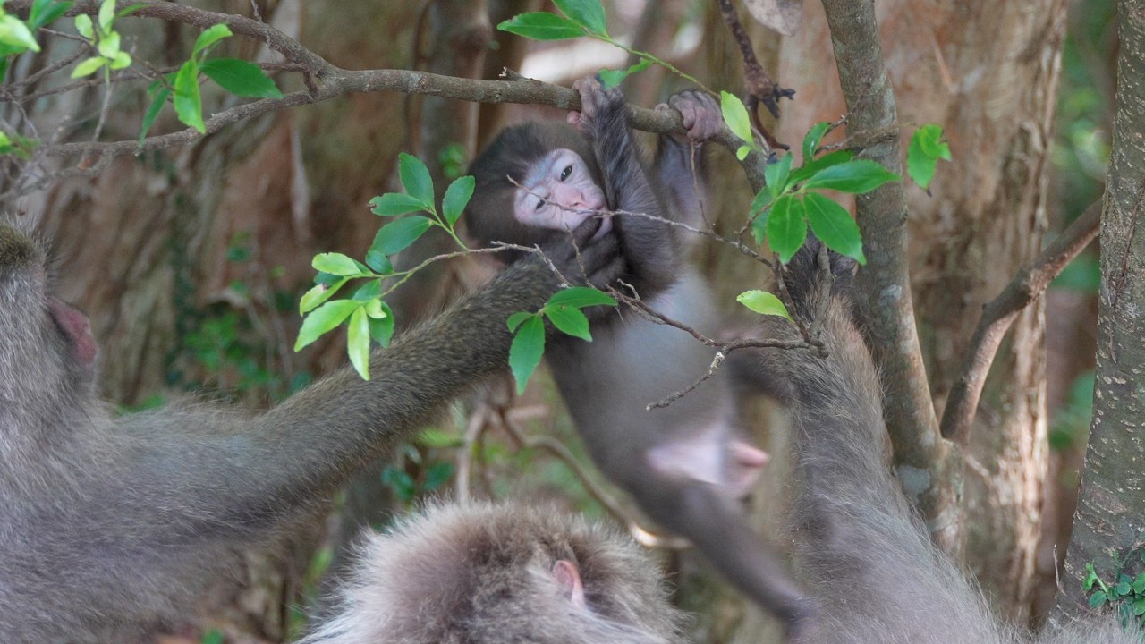 Уязвимая Жемчужина Якушимы: Станьте Свидетелем Опасного Путешествия Детеныша Макаки и Яростной Любви