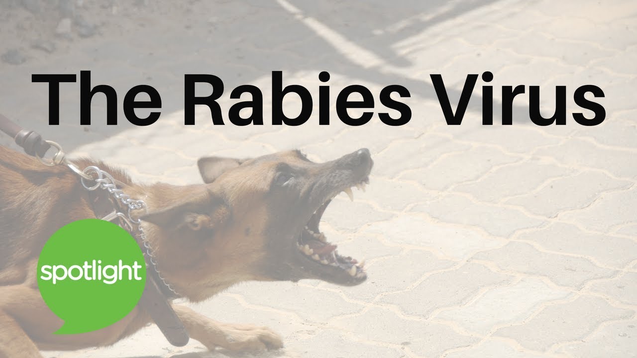 The Rabies Virus | practice English with Spotlight - YouTube
