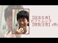 【昆虫生食】カブトムシ♀【閲覧注意】(再)