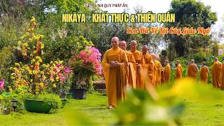 NIKAYA Khất Thực - Con Đã Về Lõi Cây Giác Ngộ *
