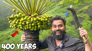 ഈന്തങ്ങ പുട്ട് കഴിച്ചിട്ടുണ്ടോ | Cycas Circinalis preparation at Home | M4 Tech |