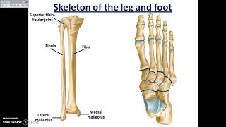 Tibio-fibular joints and skeleton of foot - Dr. Ahmed Farid