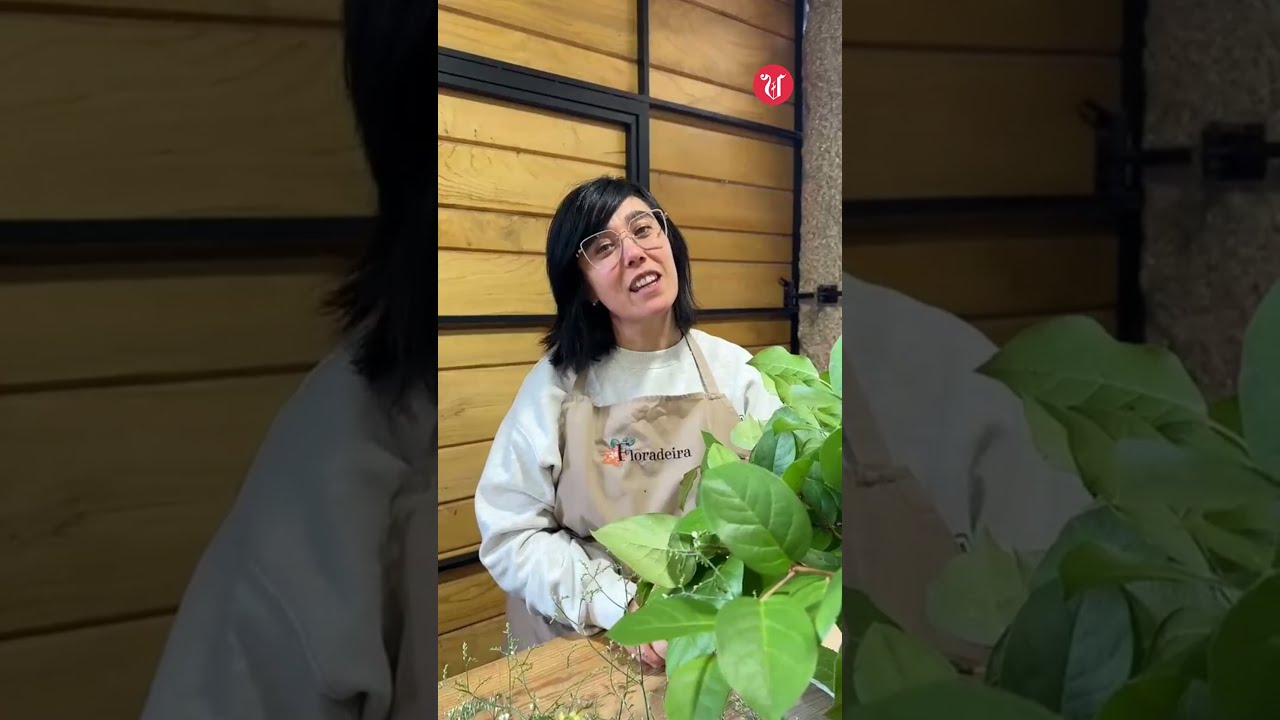 Que é o galego para Paula?