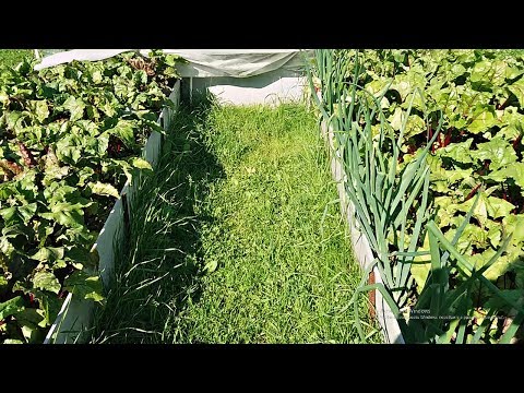 КАКИМИ СДЕЛАТЬ ДОРОЖКИ МЕЖДУ ГРЯДКАМИ?