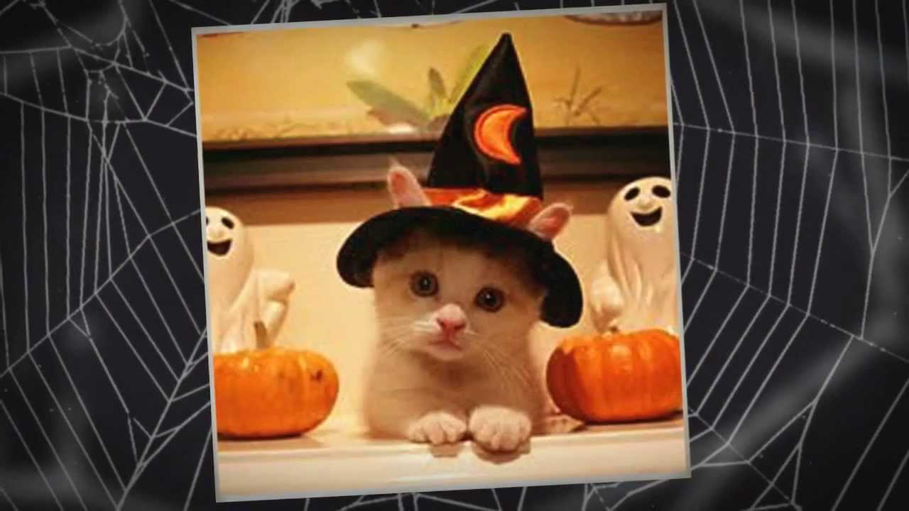 Funny Pet Costumes for Halloween 