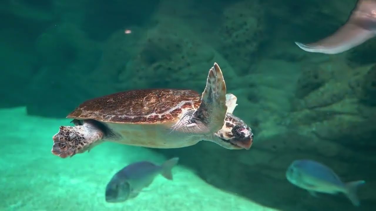 Forest & Ocean Tortoises Amazing Facts, Habitat & Survival Secrets