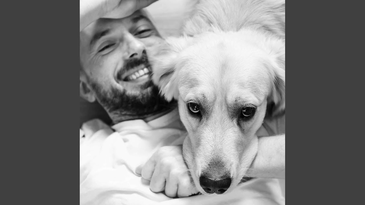 Exquisite Moods for Laidback Dogs