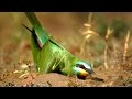 Зеленая щурка (Merops persicus) - Землекоп | Film Studio Aves