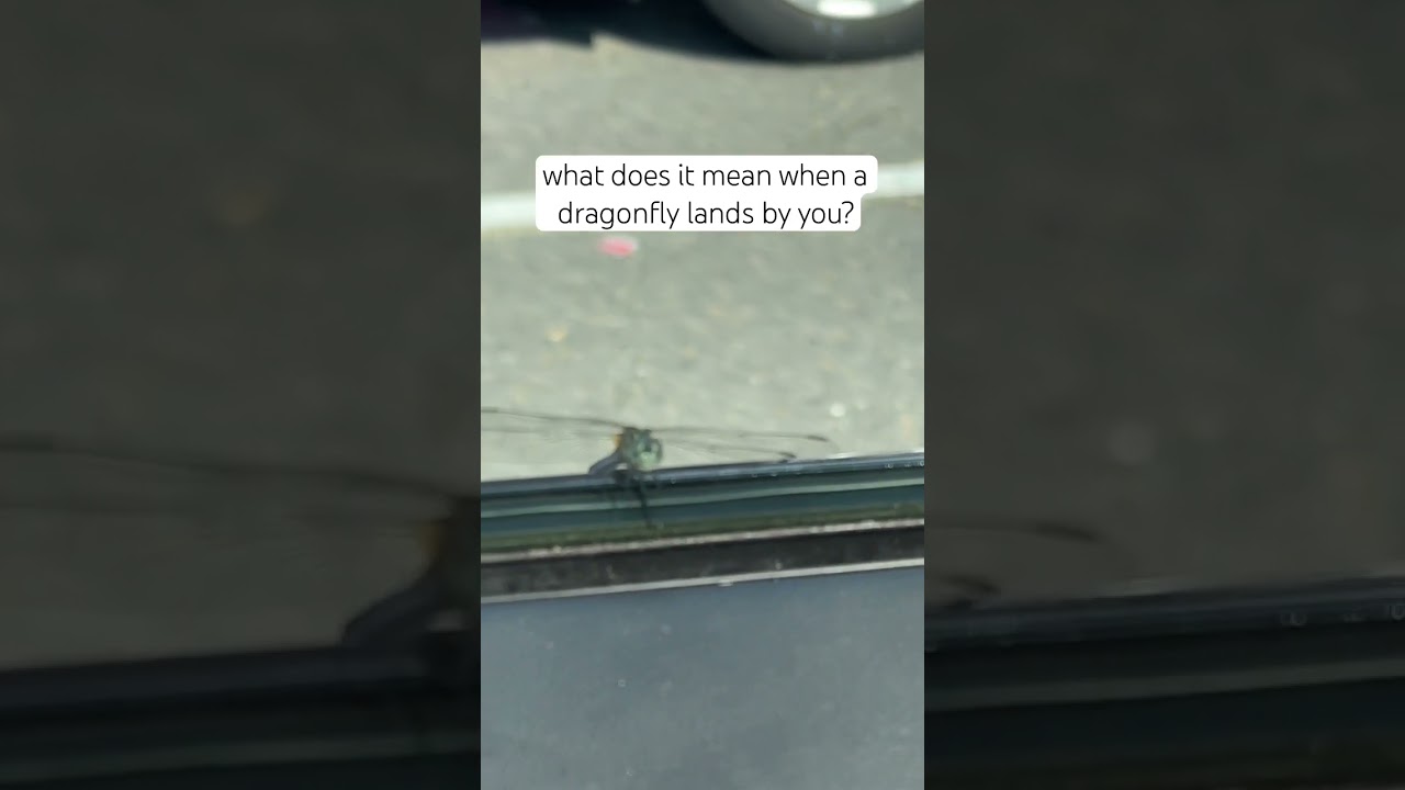 What does a Dragonfly mean 